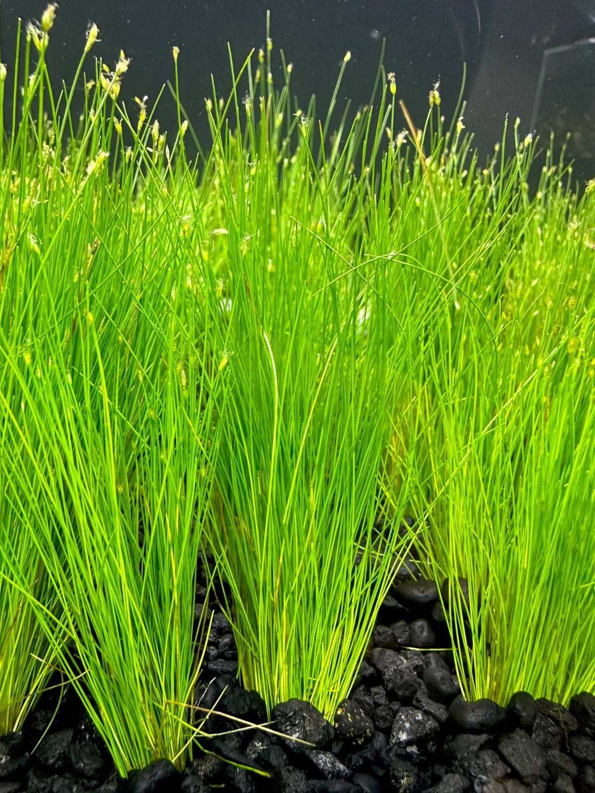 Eleocharis vivipara